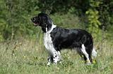 SPRINGER SPANIEL 021
